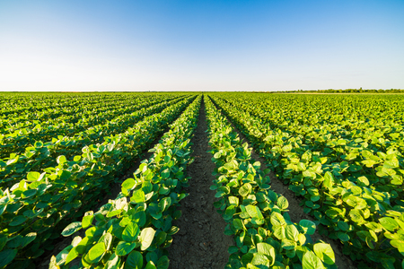 Green ripening soybean field, agricultural landscapeの写真素材