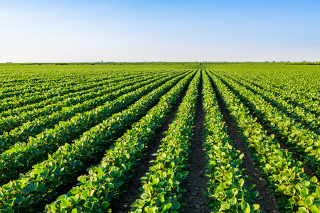 Green ripening soybean field, agricultural landscapeの写真素材