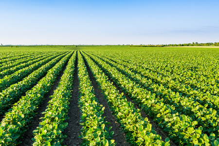 Green ripening soybean field, agricultural landscapeの写真素材