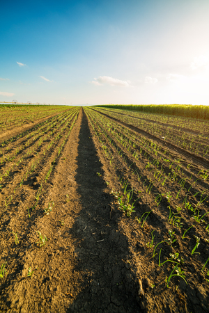 Onion field, maturing at spring. Agricultural landscapeの写真素材