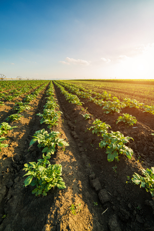 Onion field, maturing at spring. Agricultural landscapeの写真素材