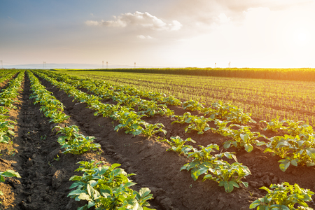 Green field of potato crops in a rowの写真素材