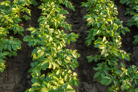 Green field of potato crops in a rowの写真素材