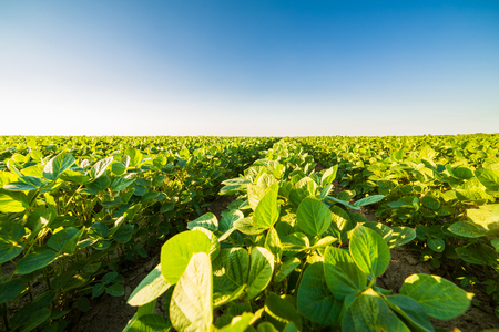 Green ripening soybean field, agricultural landscapeの写真素材