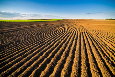 Agricultural landscape, arable crop field. Arable land is the land under temporary agricultural crops capable of being ploughed and used to grow crops.の写真素材