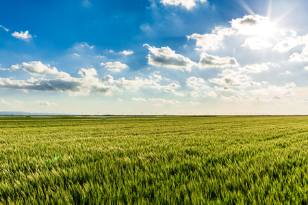 Green wheat fieldの写真素材