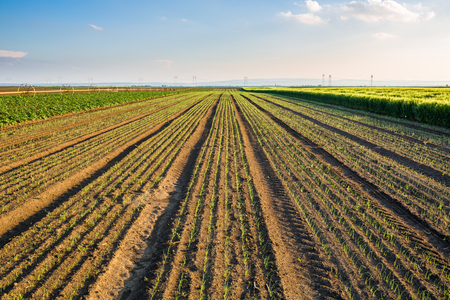 Onion field, maturing at spring. Agricultural landscapeの写真素材