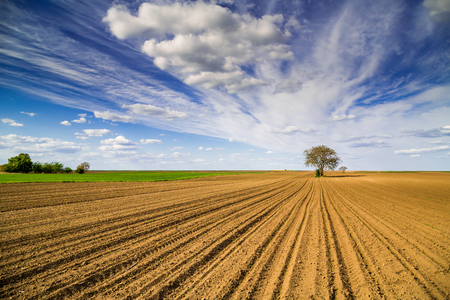 Agricultural landscape, arable crop field. Arable land is the land under temporary agricultural crops capable of being ploughed and used to grow crops.の写真素材