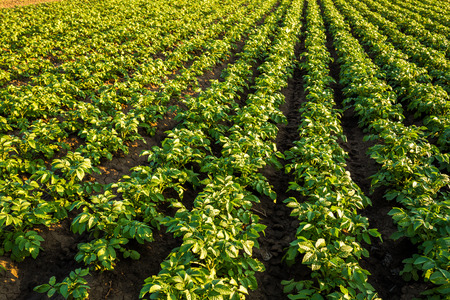 Green field of potato crops in a rowの写真素材