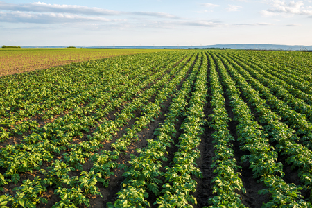 Green field of potato crops in a rowの写真素材