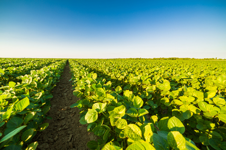 Green ripening soybean field, agricultural landscapeの写真素材