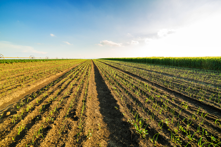 Onion field, maturing at spring. Agricultural landscapeの写真素材