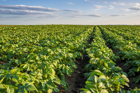 Green field of potato crops in a rowの写真素材