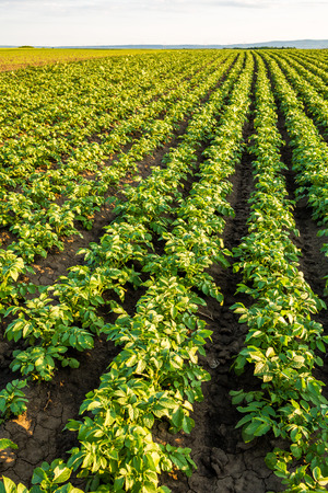 Green field of potato crops in a rowの写真素材