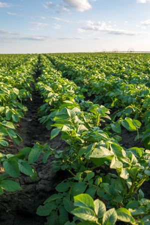 Green field of potato crops in a rowの写真素材
