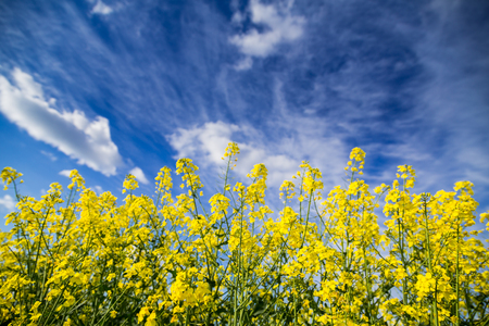 Canola rapeseed flowers at fieldの写真素材
