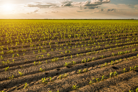 Green corn maize field in early stageの写真素材