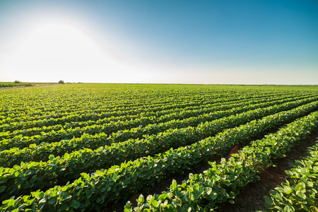 Green ripening soybean field, agricultural landscapeの写真素材