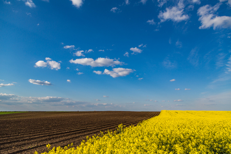 Canola rapeseed flowers at fieldの写真素材