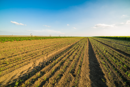 Onion field, maturing at spring. Agricultural landscapeの写真素材