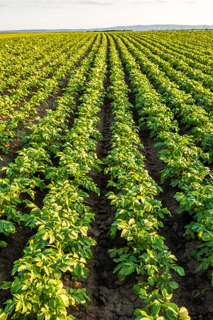 Green field of potato crops in a rowの写真素材