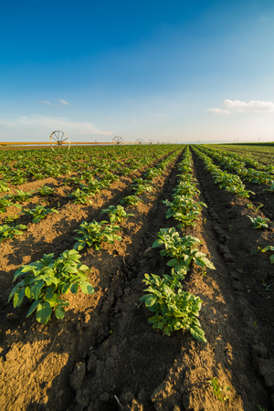 Green field of potato crops in a rowの写真素材