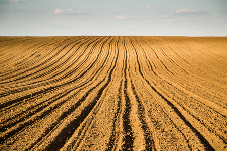 Agricultural landscape, arable crop field. Arable land is the land under temporary agricultural crops capable of being ploughed and used to grow crops.の写真素材