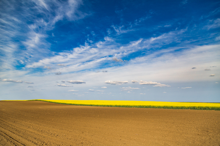 Canola rapeseed flowers at fieldの写真素材