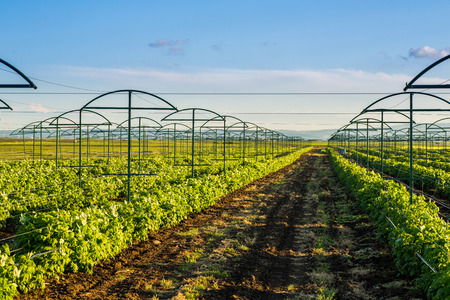 Raspberry plantation orchard fieldの写真素材