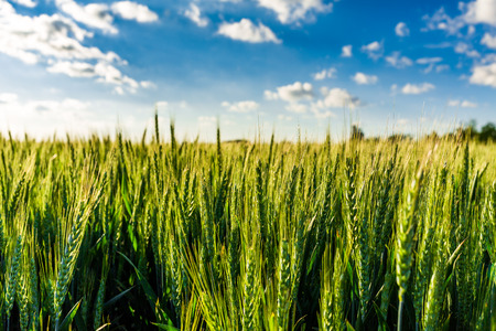 Green wheat fieldの写真素材