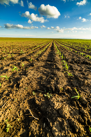 Green corn maize field in early stageの写真素材