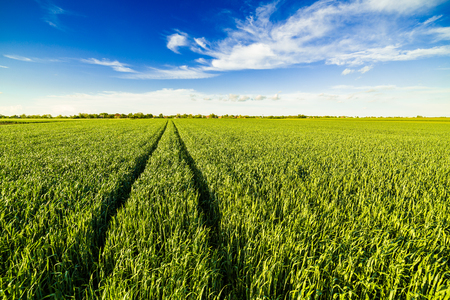 Green wheat fieldの写真素材