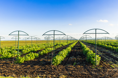 Raspberry plantation orchard fieldの写真素材
