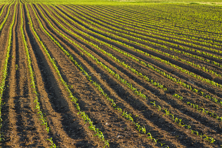 Green corn maize field in early stageの写真素材