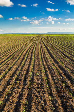 Green corn maize field in early stageの写真素材