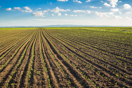 Green corn maize field in early stageの写真素材