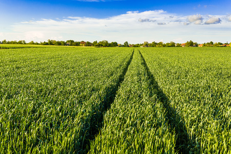 Green wheat fieldの写真素材