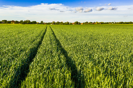 Green wheat fieldの写真素材