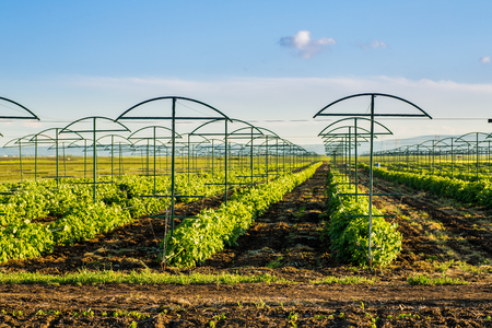Raspberry plantation orchard fieldの写真素材