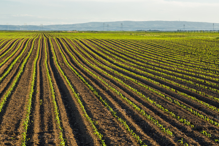 Green corn maize field in early stageの写真素材