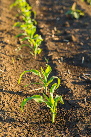 Green corn maize field in early stageの写真素材