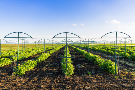 Raspberry plantation orchard fieldの写真素材