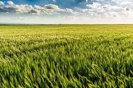 Green wheat fieldの写真素材