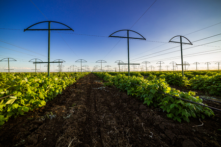 Raspberry plantation orchard fieldの写真素材