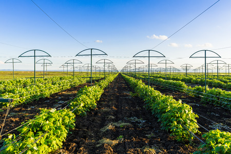 Raspberry plantation orchard fieldの写真素材