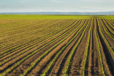 Green corn maize field in early stageの写真素材