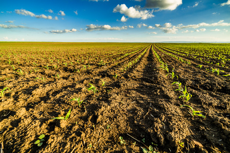Green corn maize field in early stageの写真素材