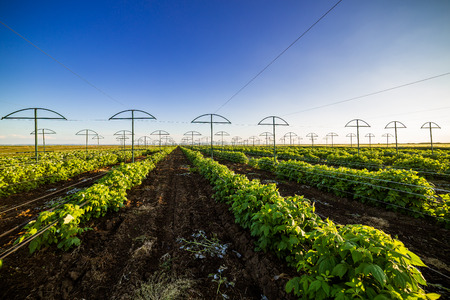 Raspberry plantation orchard fieldの写真素材