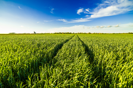 Green wheat fieldの写真素材