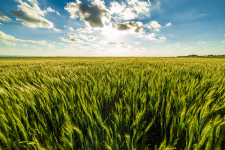 Green wheat fieldの写真素材